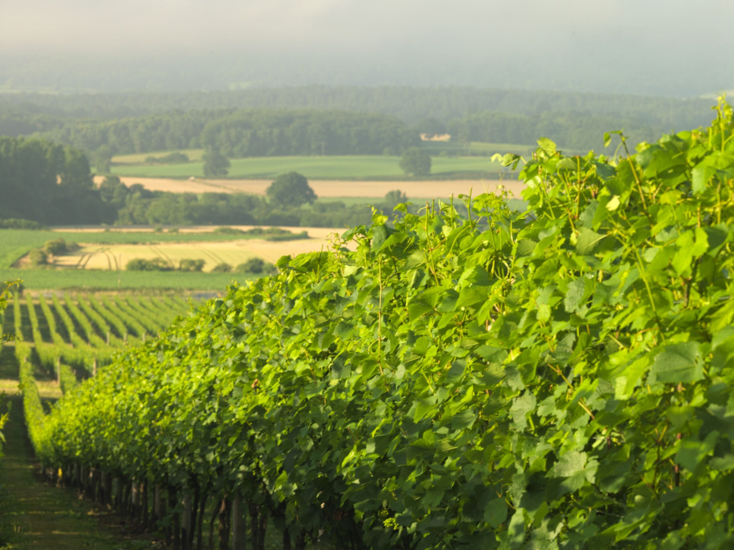 Vineyard_Charmaine_Greiger_Tillington_Vineyard_September_2013_Landscape_5-scaled.jpg