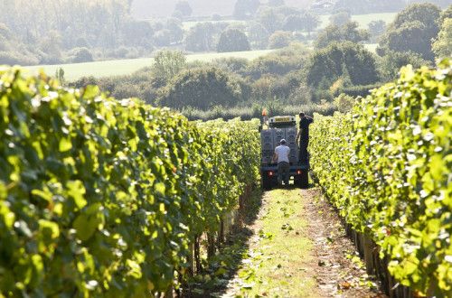 a small truck containing harvested grapes driving down a path in the vineyard