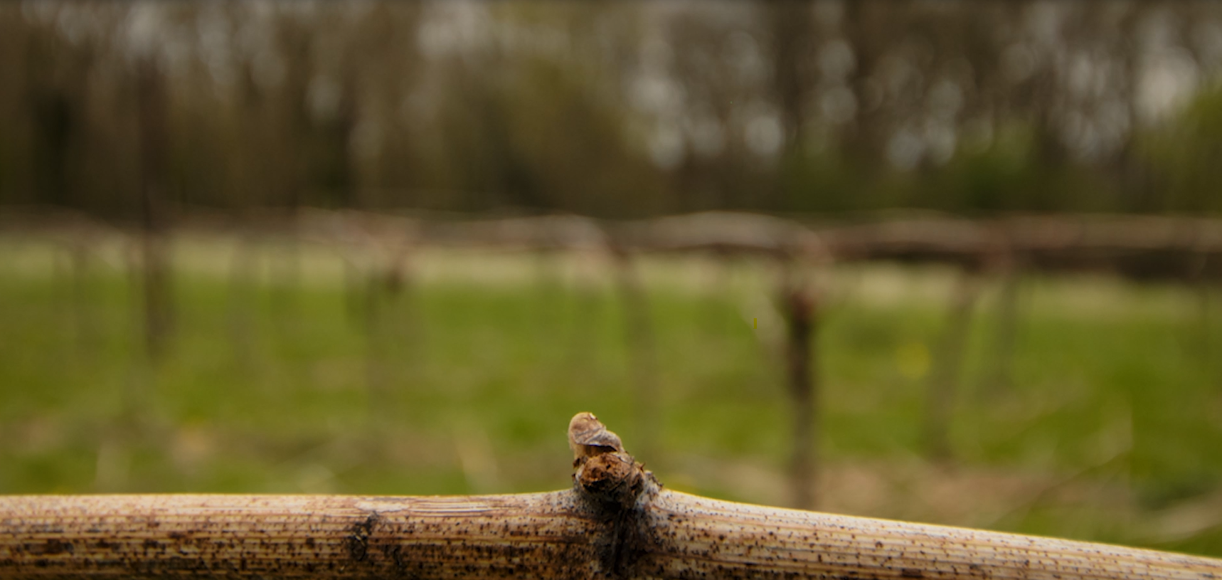 Budburst-at-the-Vineyard