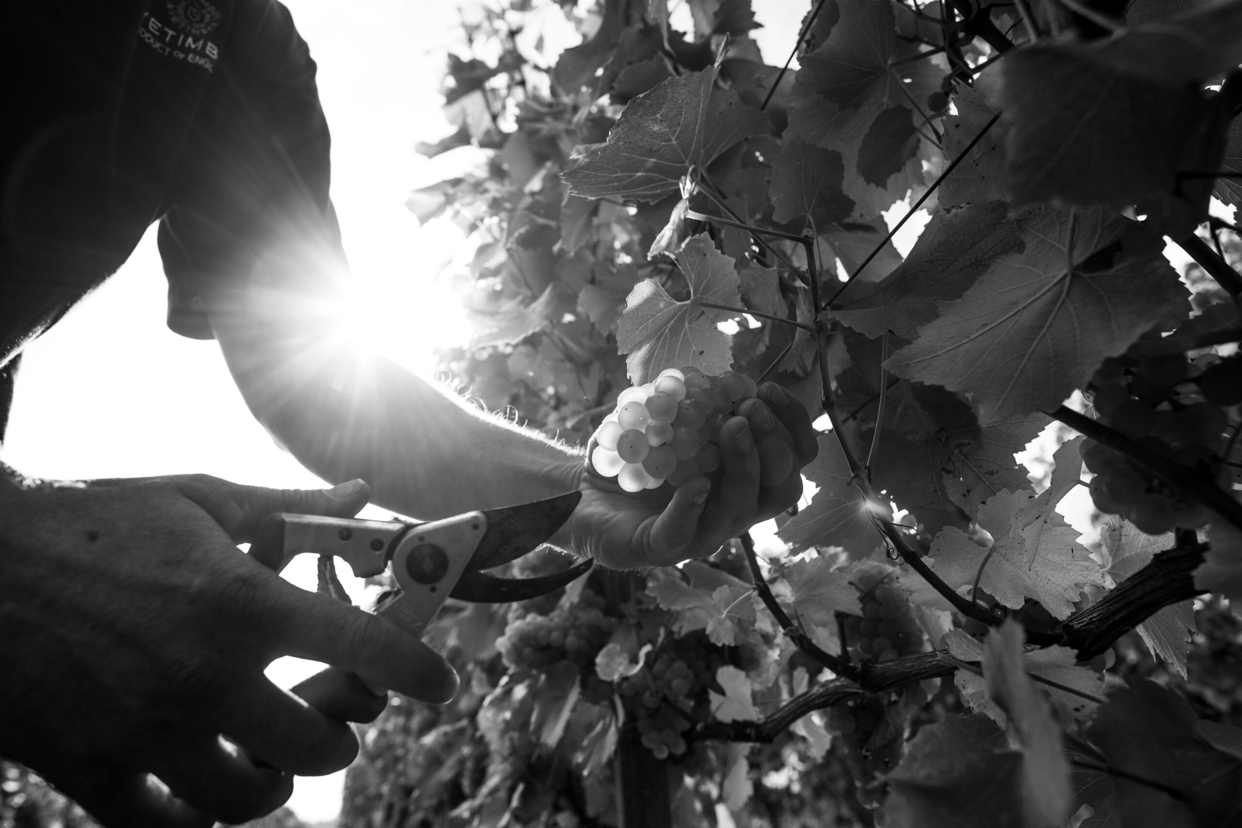 Harvest-Image-website-scaled