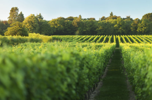 Harvest15-Journal-e1445377460340