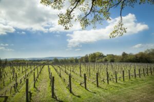vineyard on sunny day