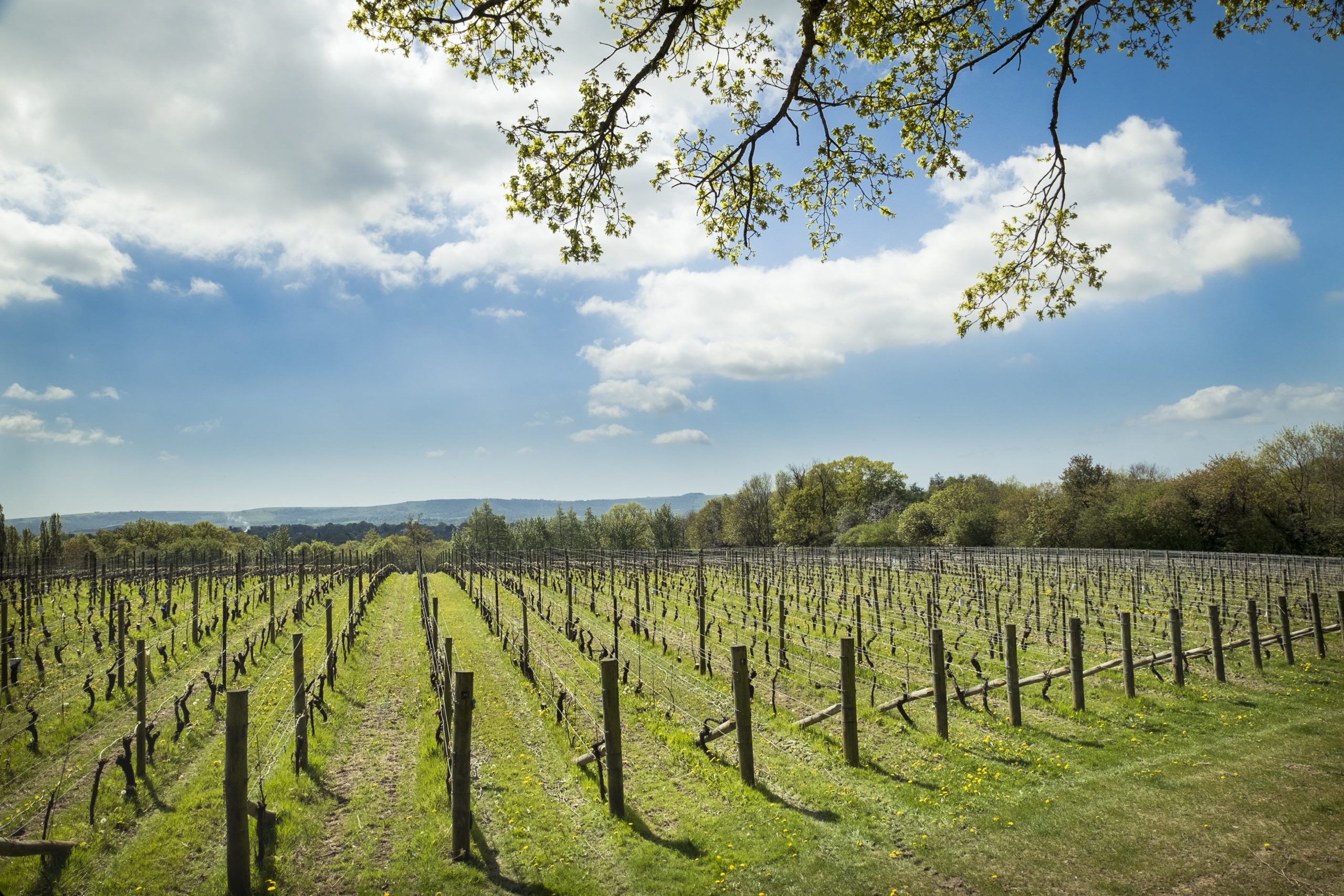 NYET-18-BUDBURST-081-min-scaled