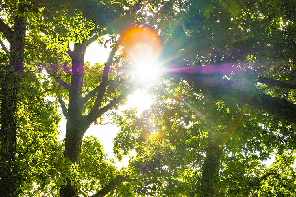 the sunlight breaking through the gaps of trees in a forest