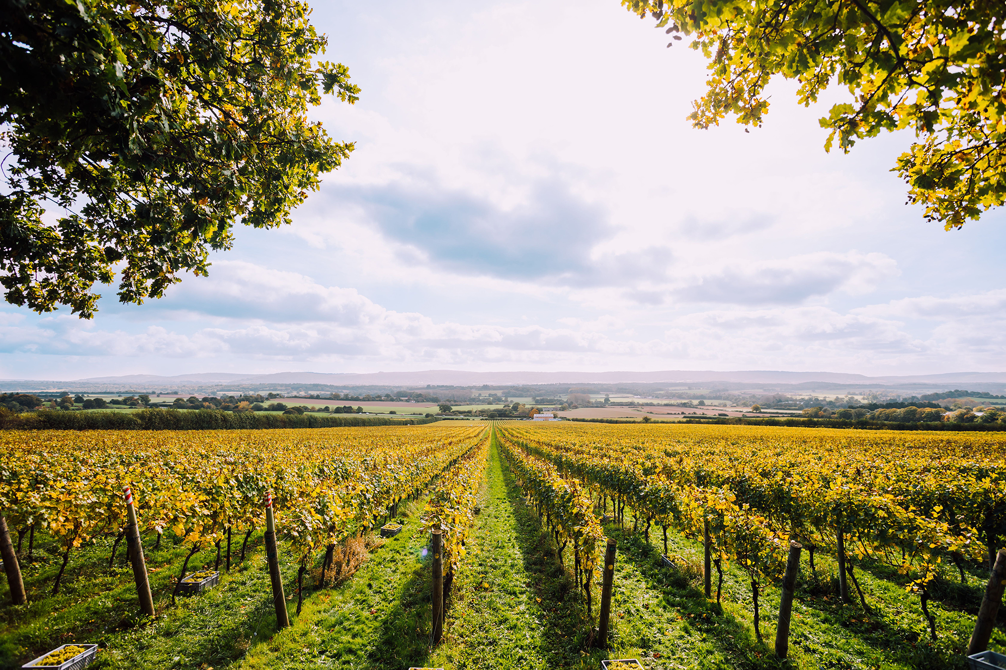 Nyetimber-Our-Story-Corporate-Social-Responsibility-Environment