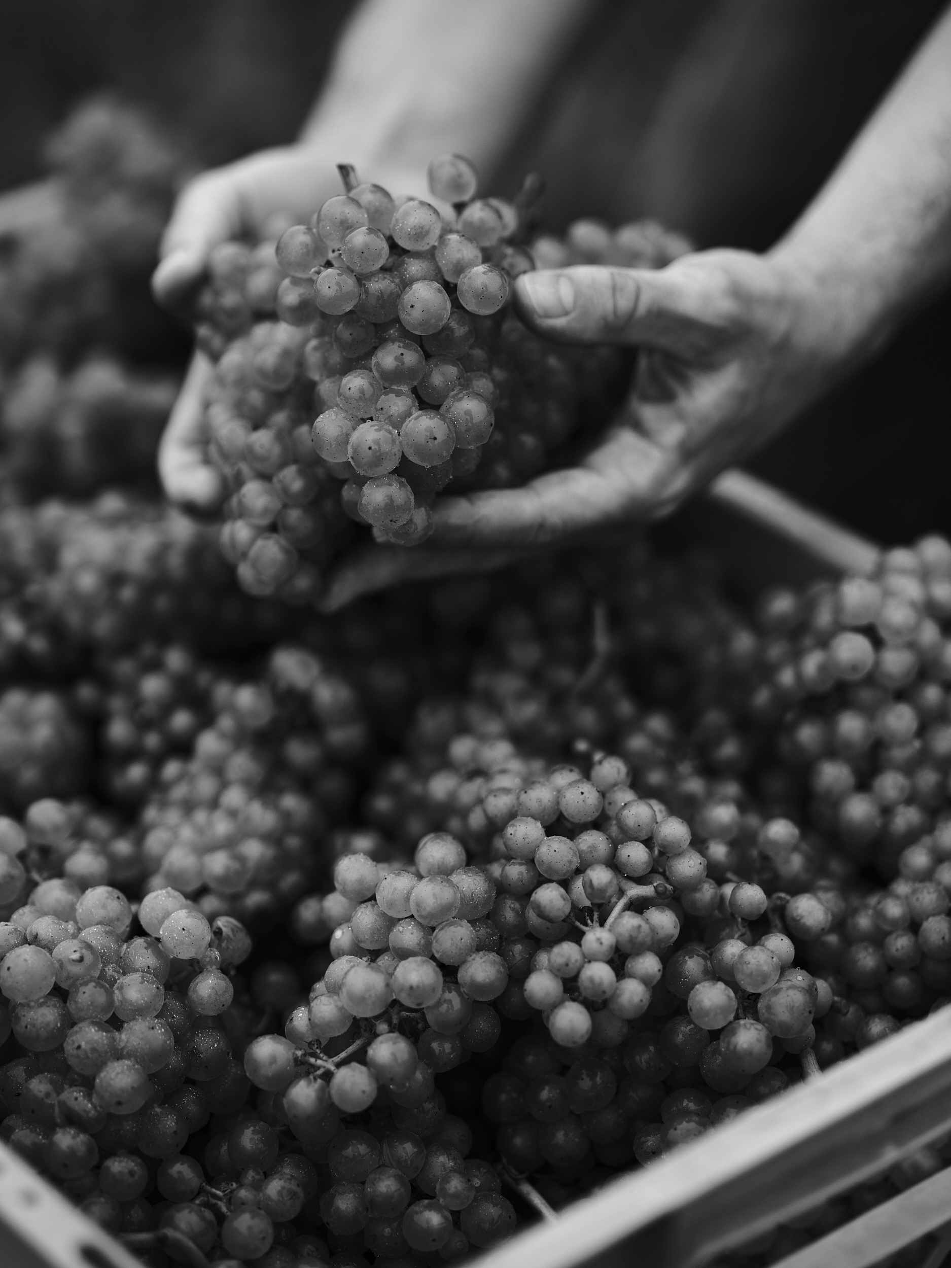 Nyetimber Harvest