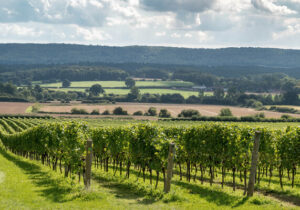 view of vineyard and surrounding fields