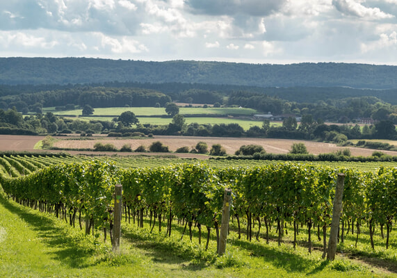 Nyetimber_OpenDays_Vineyard-571×400-1