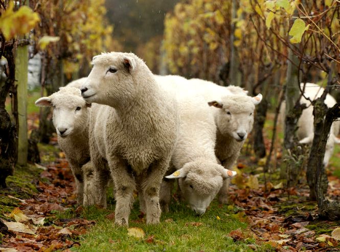 four sheep walking through a vineyard in light rain