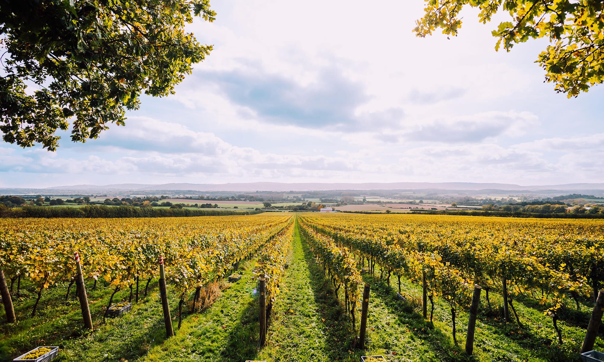 Nyetimber-Menu-Environment