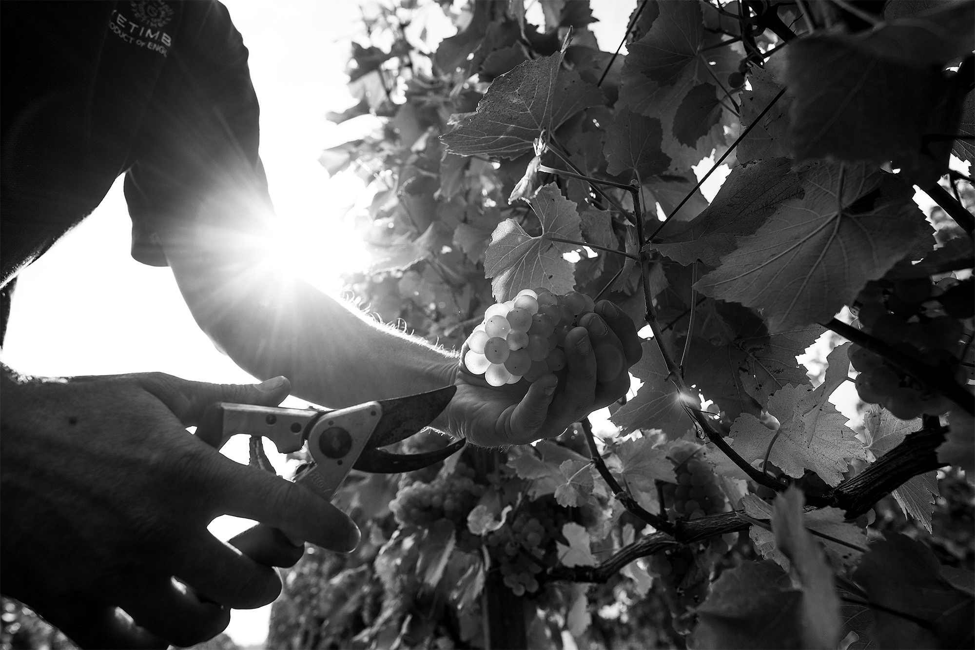 Nyetimber_OurStory_Employees