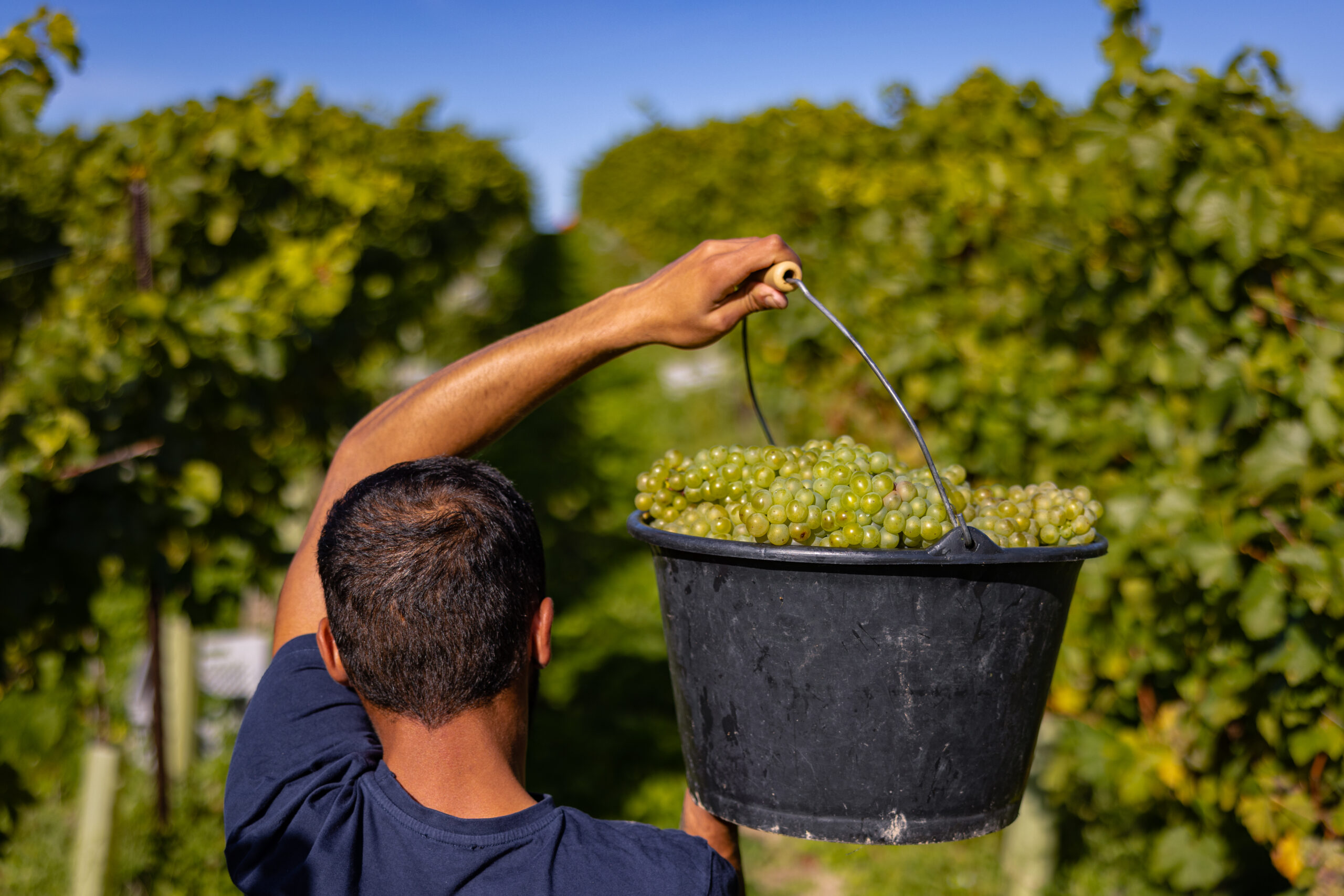 Grape harvest at a Nyetimber vineyard