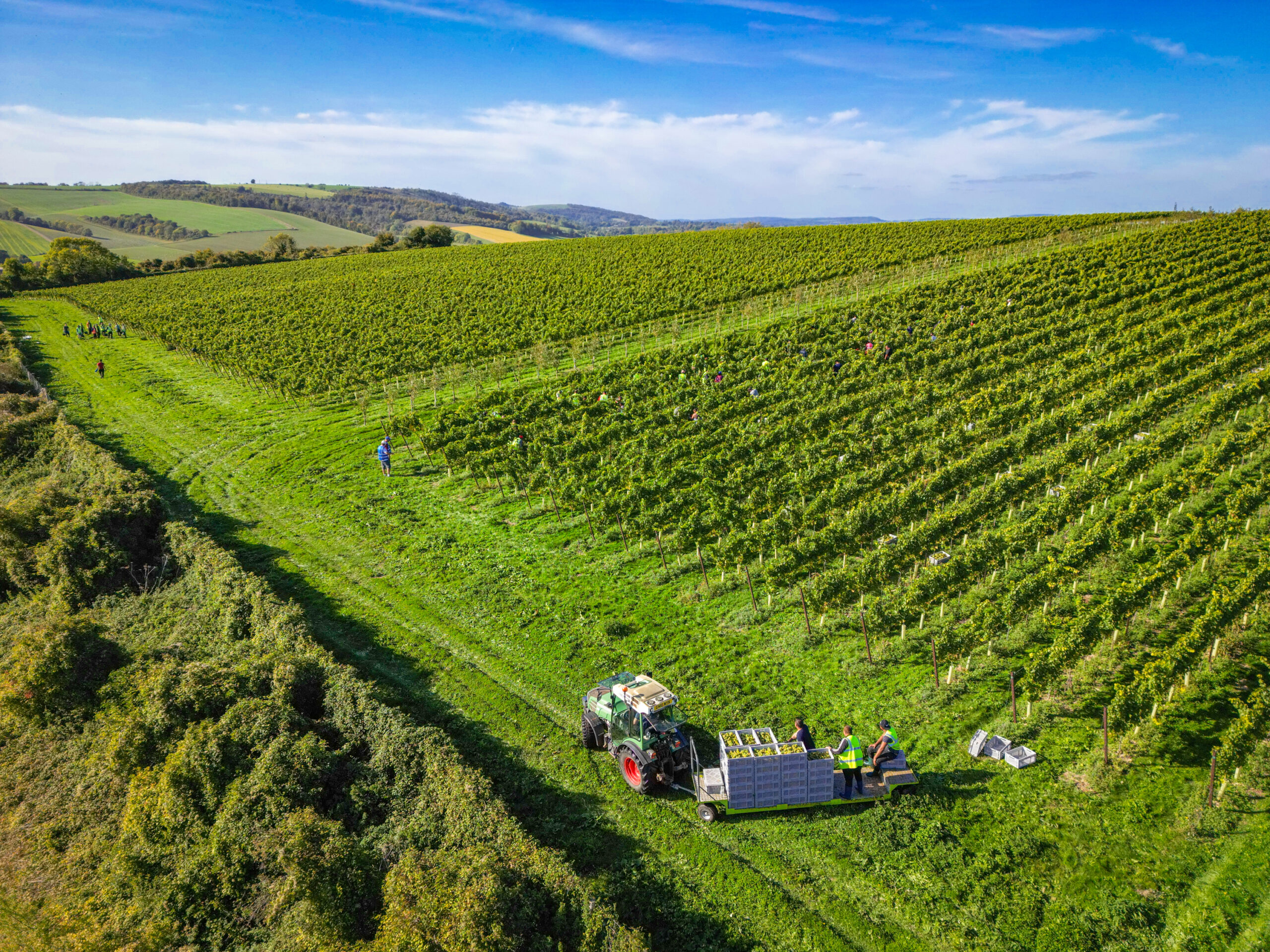 Nyetimber harvest grape picking