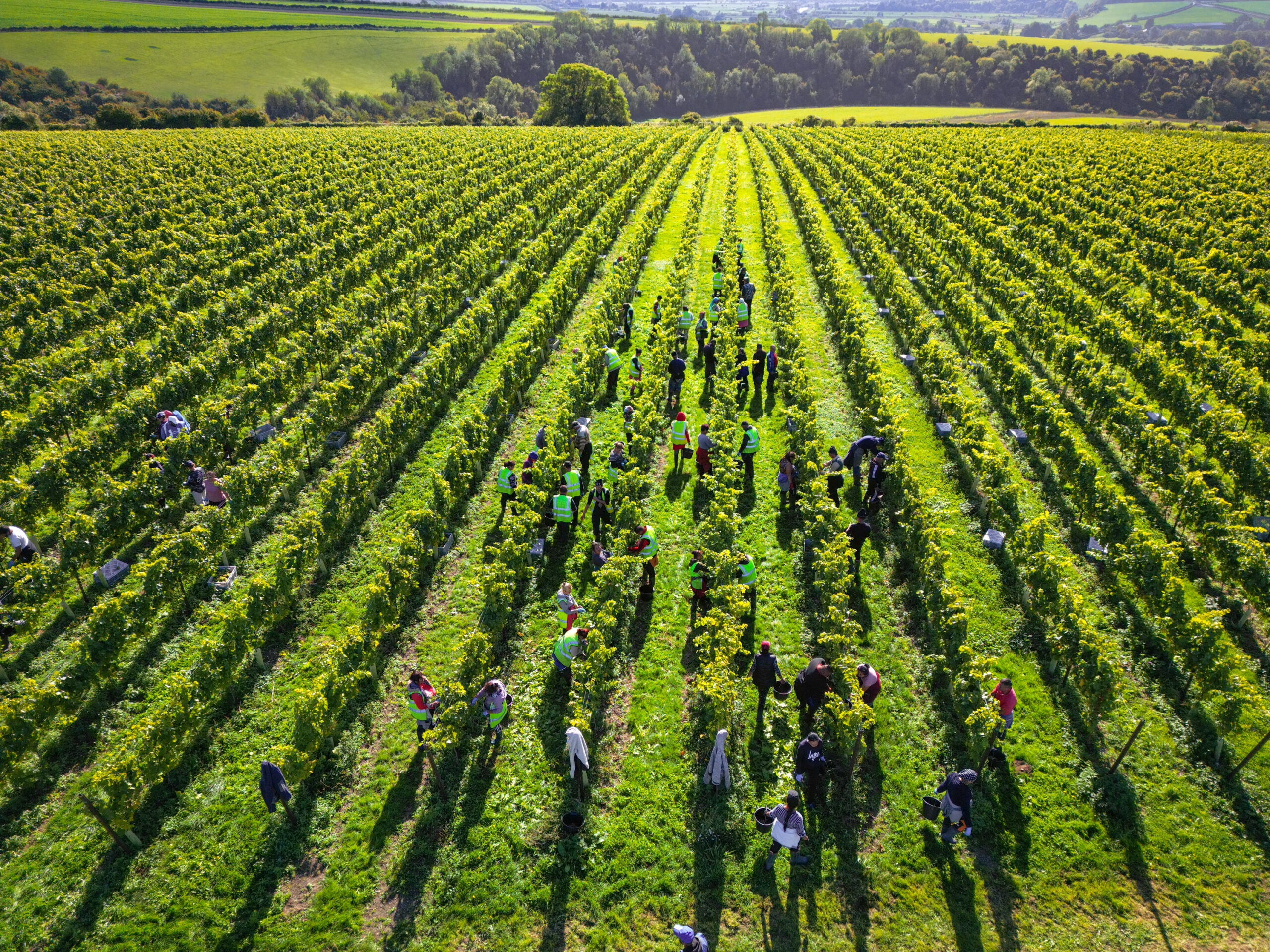 Nyetimber team during harvest carefully picking the grapes