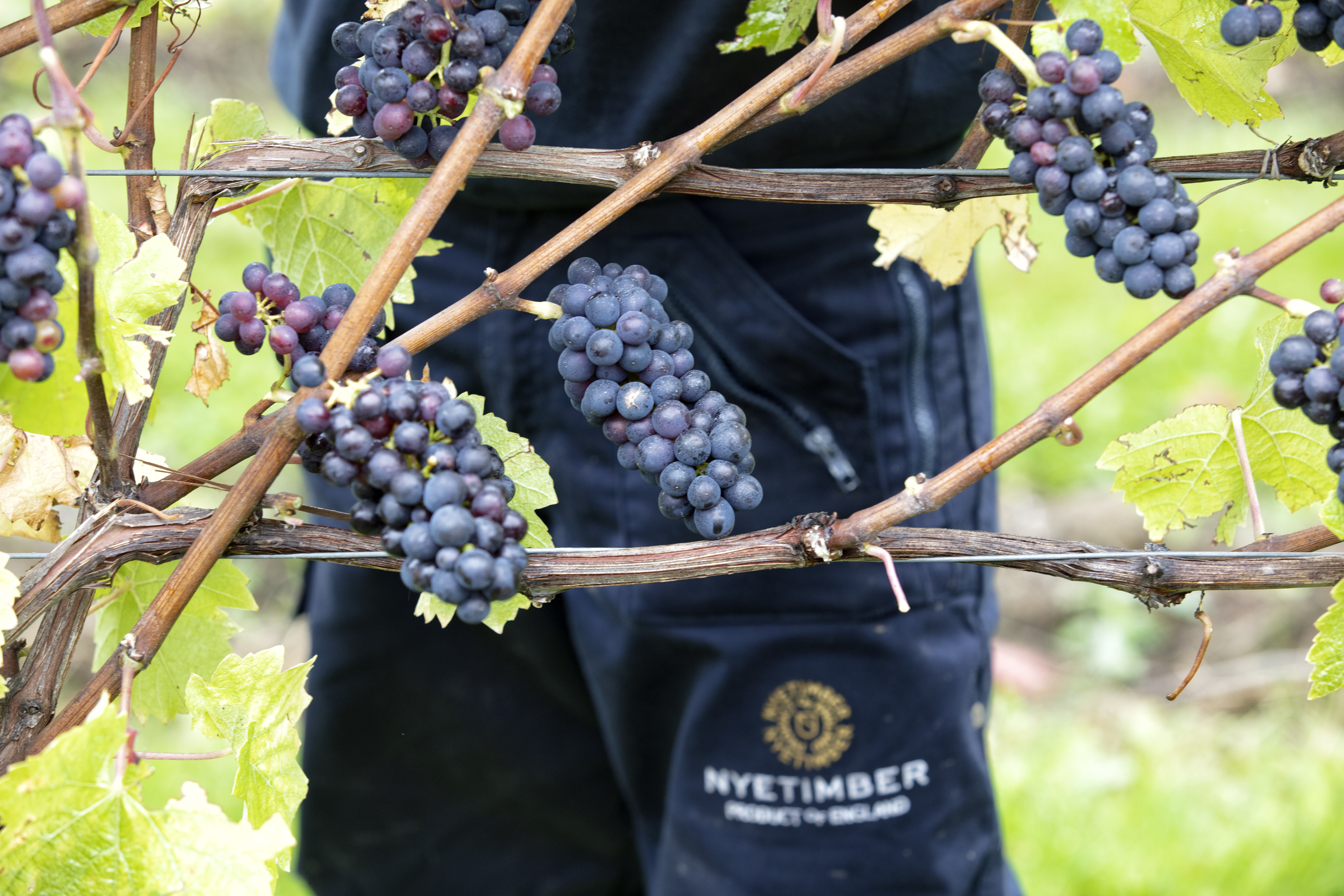 Nyetimber Harvest