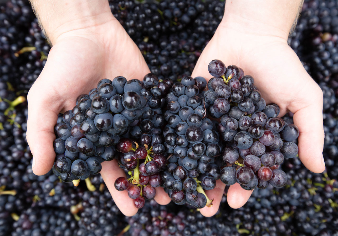 Nyetimber-Red-Grapes-1286×900