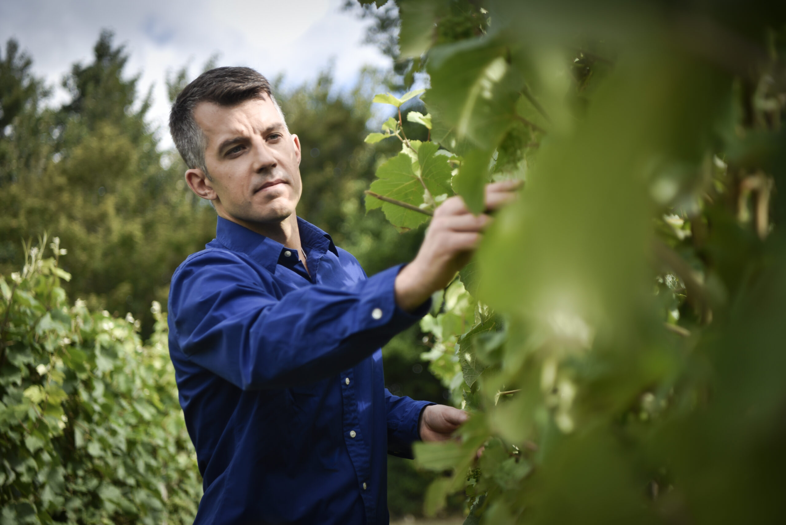 Wine maker at Nyetimber, inspects Pinot noir grapes ahead of harvest