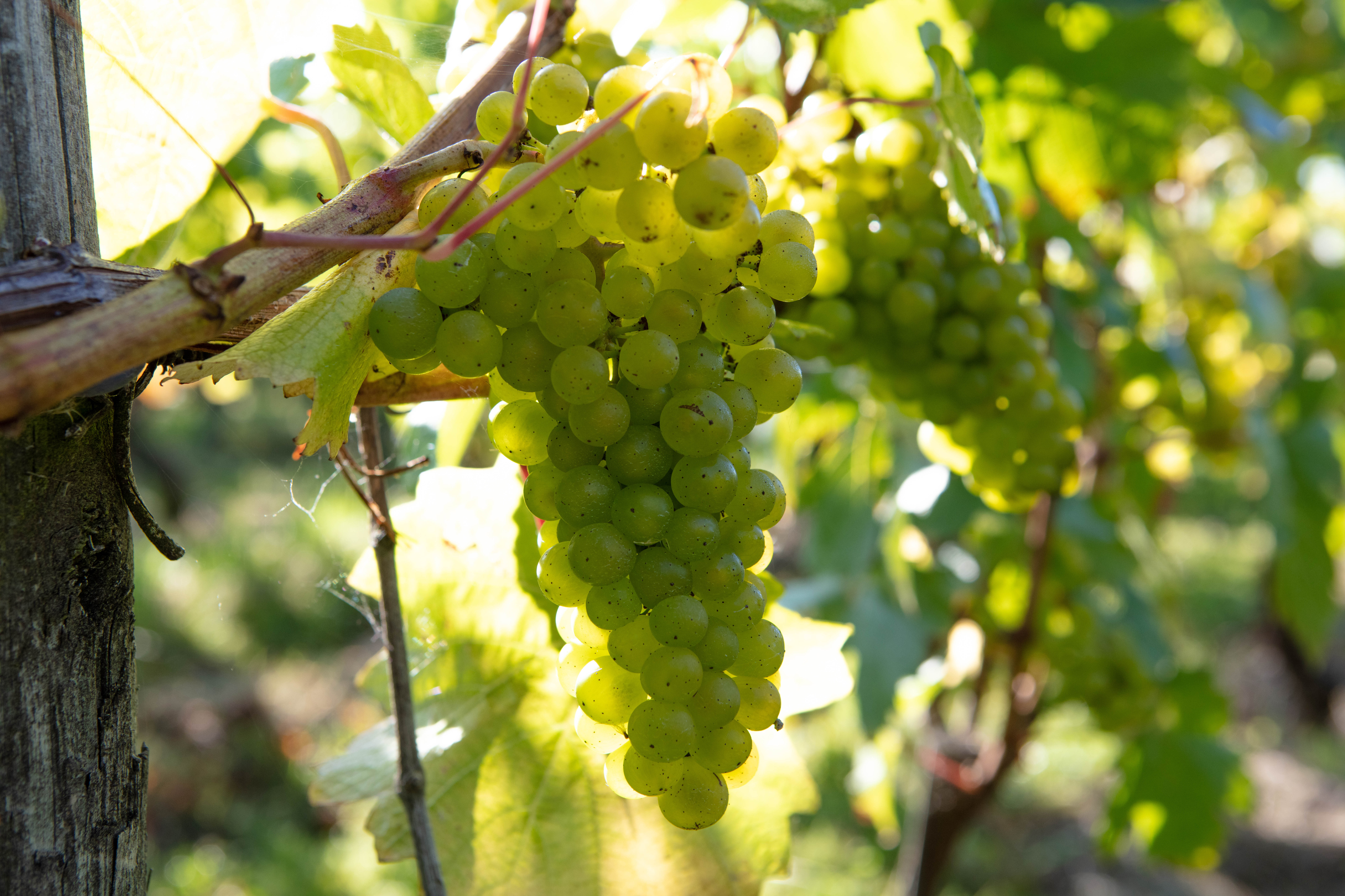 Nyetimber-white-grapes